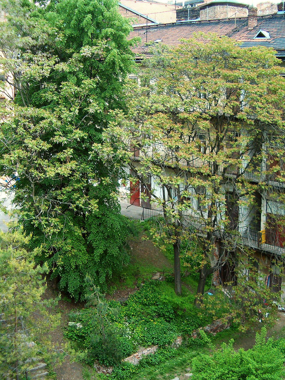 Stromy (nejen) na místě zbouraného prostředního traktu dodávaly občas dvoru vzhled botanické zahrady. při stavbě moderního bytového domu byla většina z nich vykácena.
