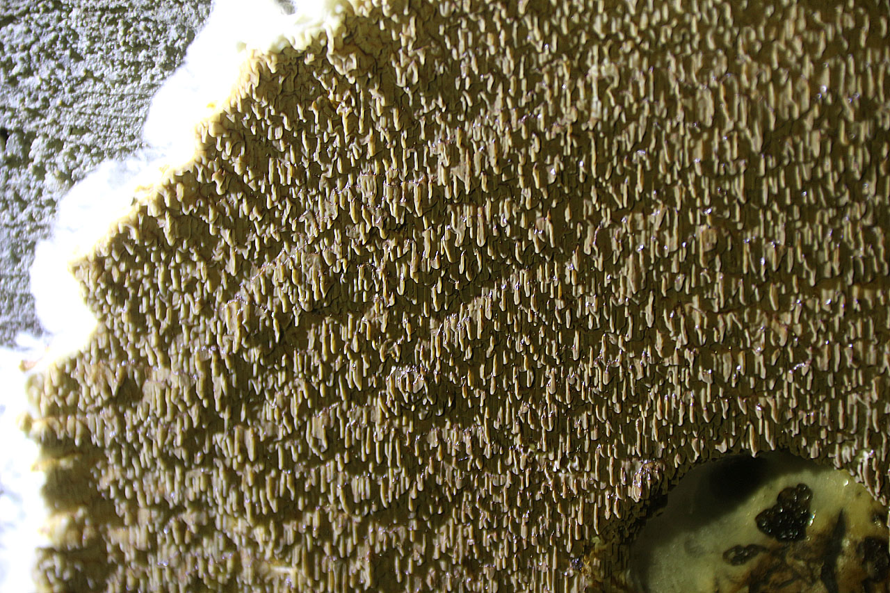 Zejména detailní pohled na kolo houby na stěně nahání až hrůzu.
