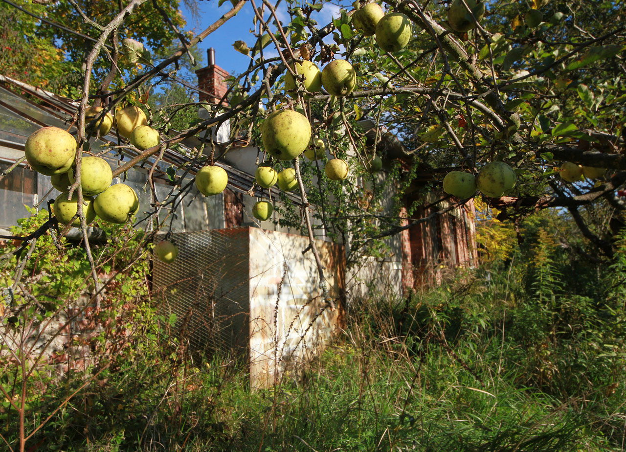 Před léty opuštěný sad stále nese ovoce, které však už dávno nikdo nesklízí. Jablka poznání opuštěného zahradnictví v sobě skrývají nemálo pokušení k nahlédnutí dovnitř.
