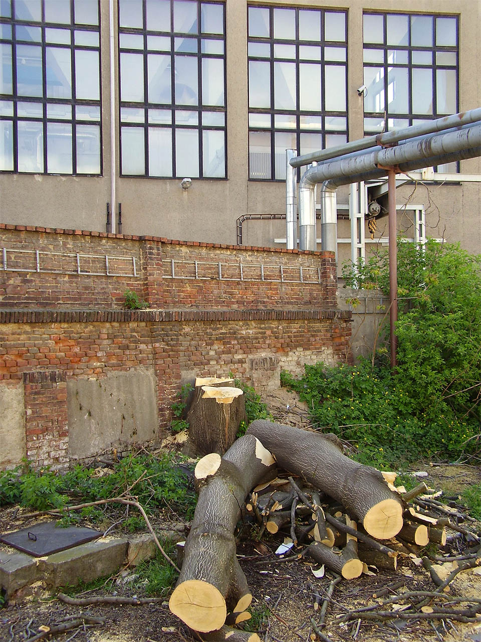 Demolici vždy zahajuje vykácení stromů. Nejinak tomu bylo v roce 2007 v brněnské továrně Kras.