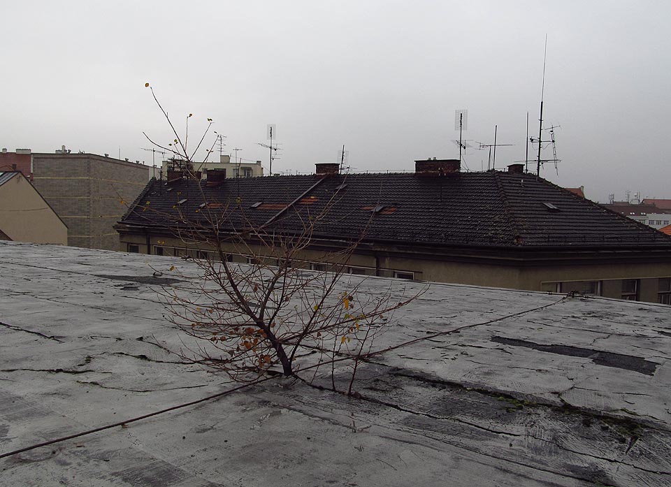Také na střeše Vlněny si příroda bere zpátky to, co jí patří.